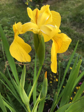 Iris pseudacorus